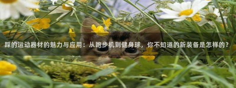 意昂4五金厂：踩的运动器材的魅力与应用：从跑步机到健